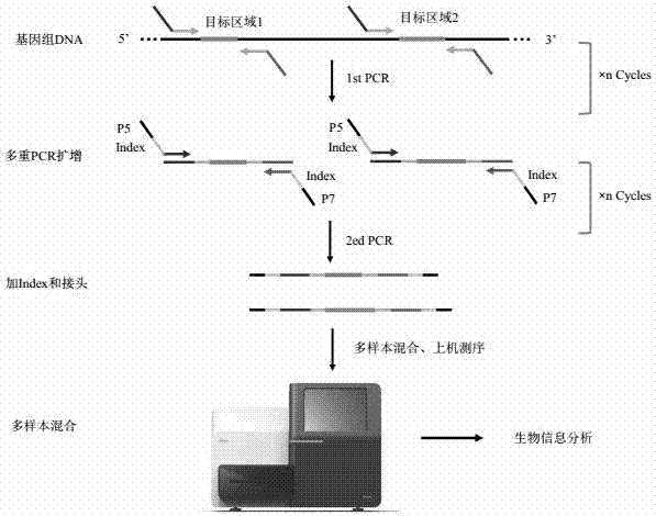 Detection kit for Thrombophilia-related gene mutation