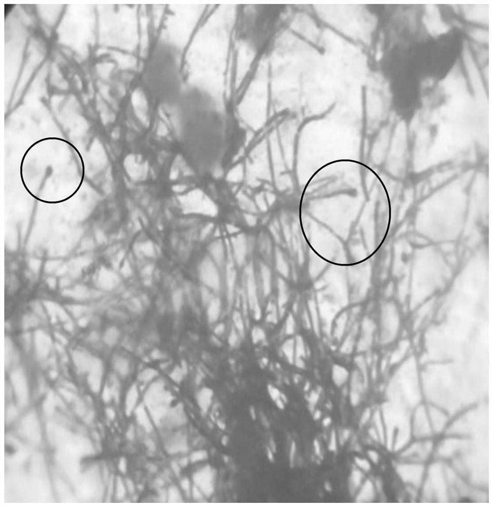 A kind of fermentation medium and culture method thereof for fermentative production of thiopeptide antibiotic nosiheptide