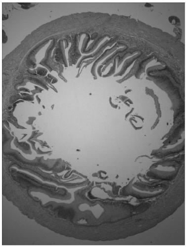 Method for evaluating fish intestinal tract tissue slice