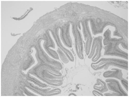 Method for evaluating fish intestinal tract tissue slice