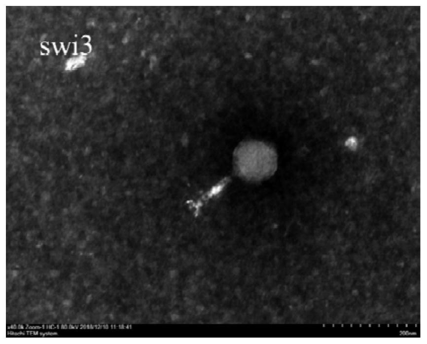 Escherichia coli phage vb_ecom_swi3 and its application