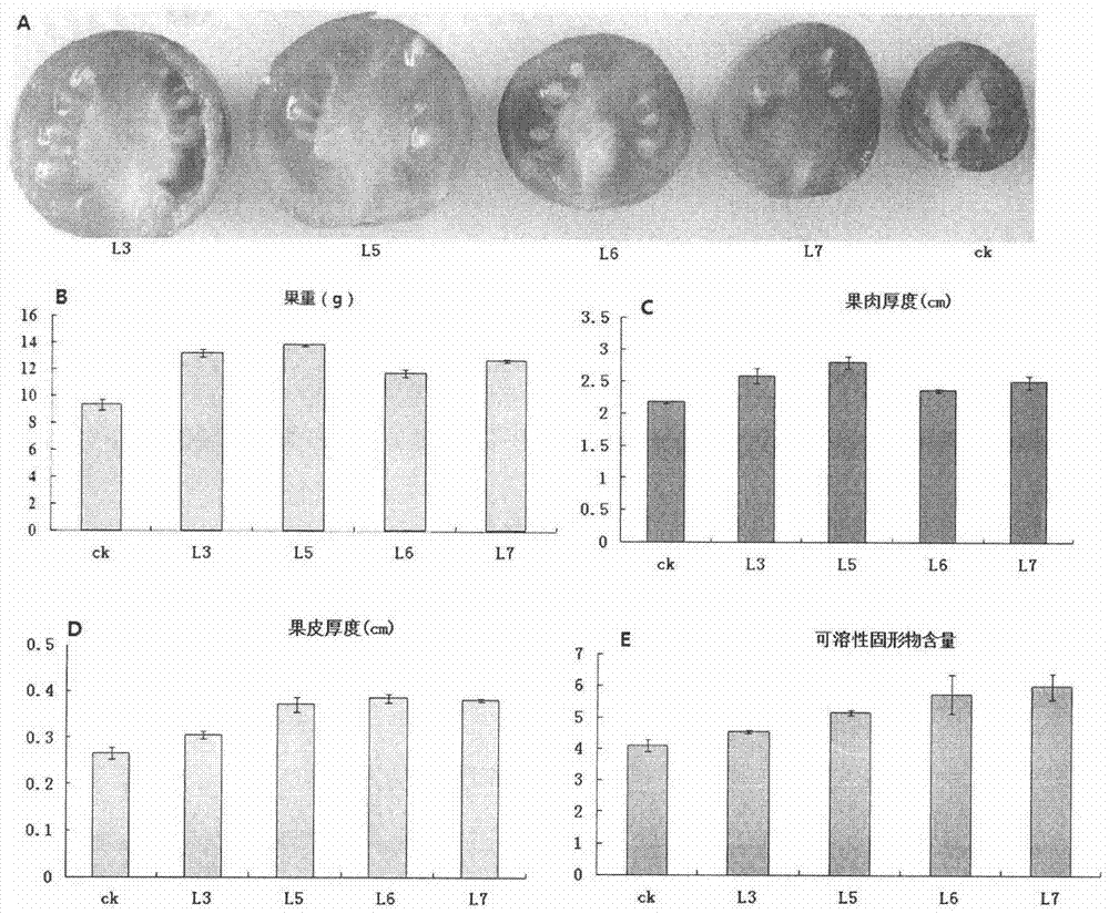 A gene for improving plant fruit quality and its encoded product and application