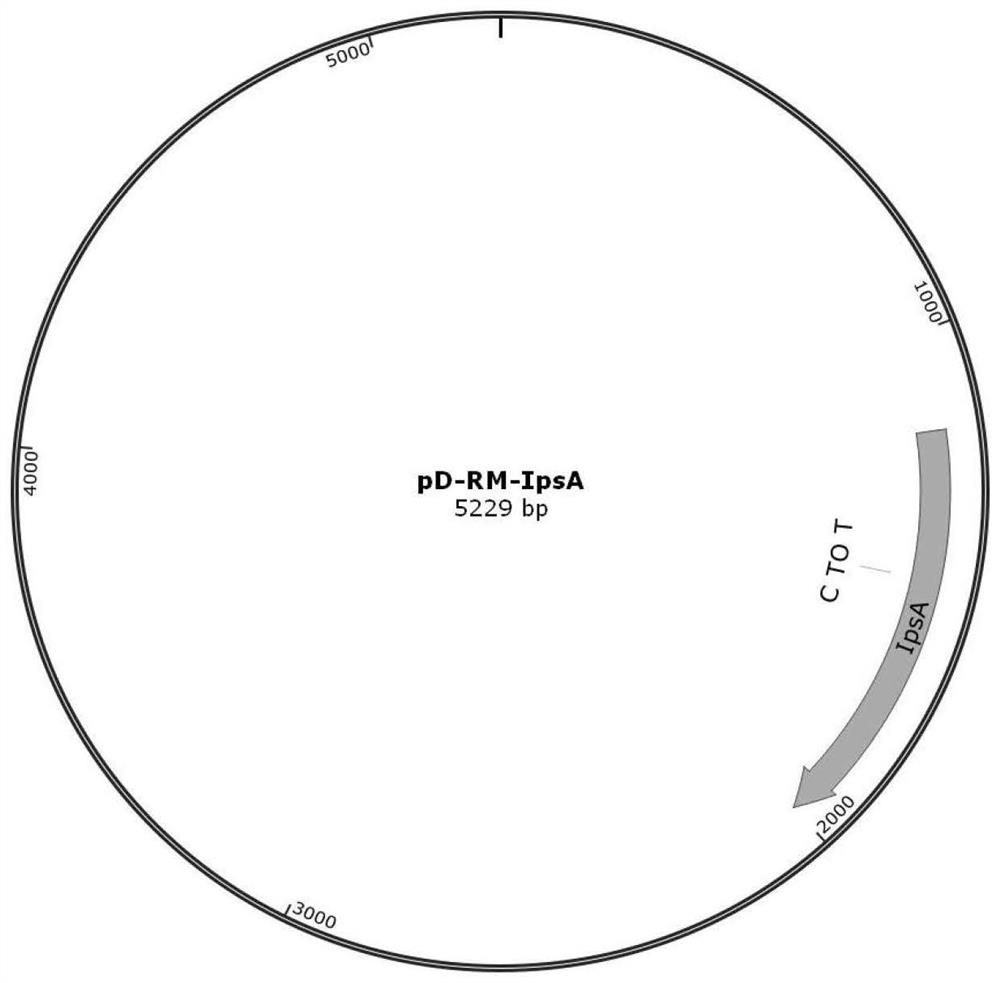 Corynebacterium glutamicum transcription regulation factor IpsA mutant and application