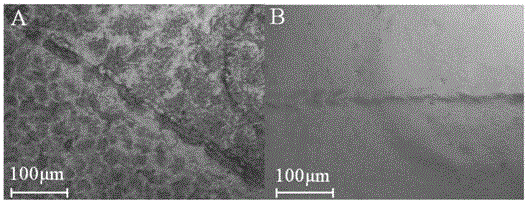 Preparation method for subject-object self-repairing transparent film