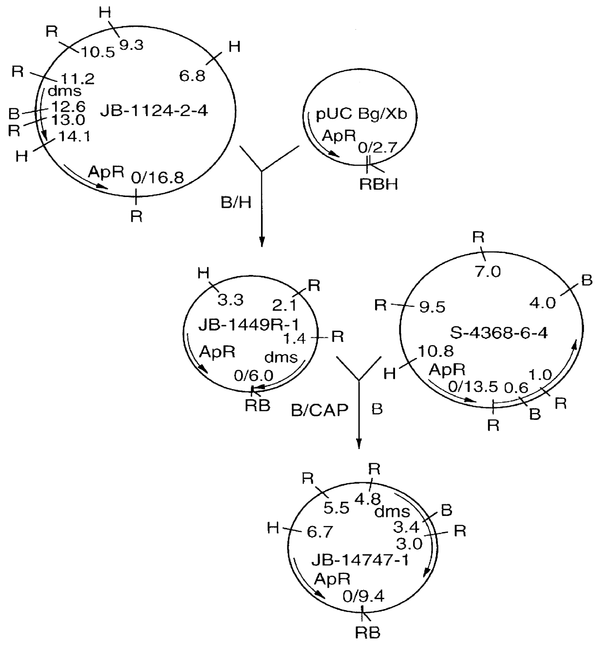 Haemophilus influenzae dimethylsulphoxide reductase enzyme