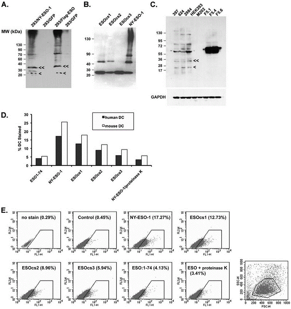 Application of NY-ESO-1 for enhancing CA9 immunogenic molecular adjuvant