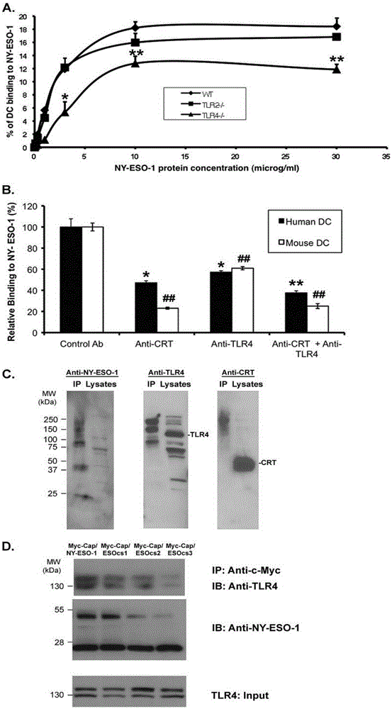 Application of NY-ESO-1 for enhancing CA9 immunogenic molecular adjuvant