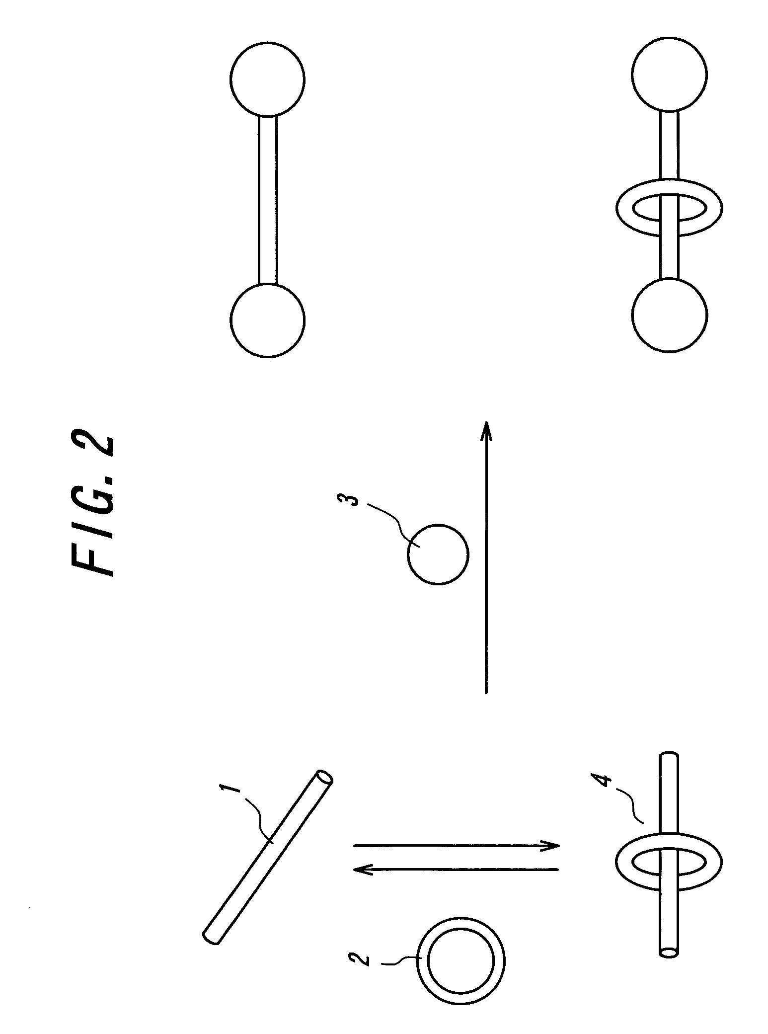 Crosslinked body and method of producing the same and method of recycling the same