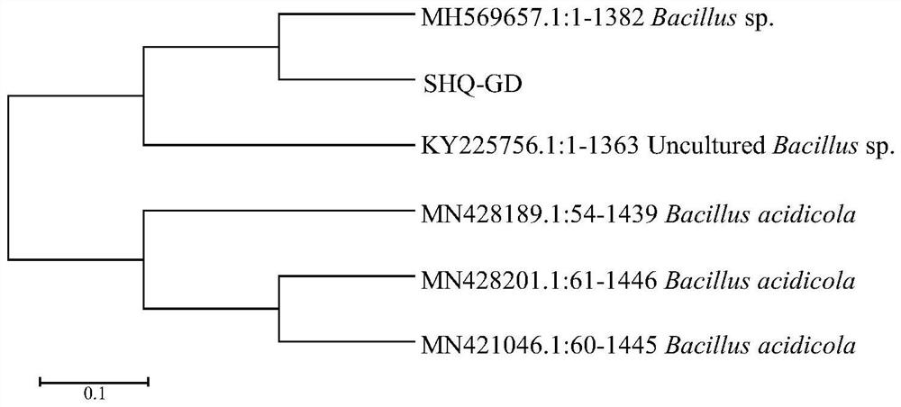 Bacillus acidovorax capable of producing cream fruity flavor and application of bacillus acidovorax