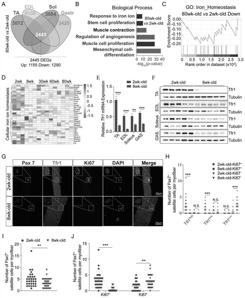 Application of ferroptosis inhibitor in preparation of preparation for improving motion function of aged individuals