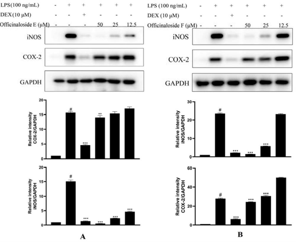 Morinda officinalis iridoid compounds with anti-inflammatory activity, preparation method and application thereof