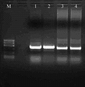 Single-chain antibody KGH-R1-ScFv for resisting p21Ras protein and application thereof