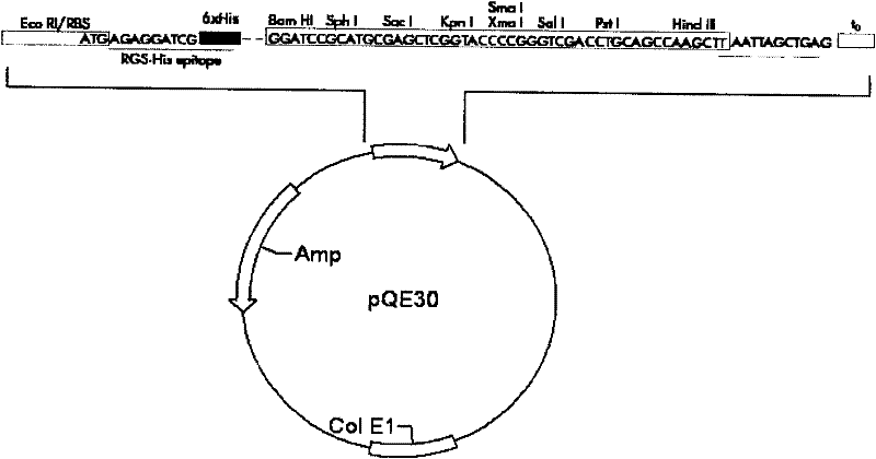 HPV6 type l2n120e7e6 fusion protein gene, expression vector, method, bacterial strain and application