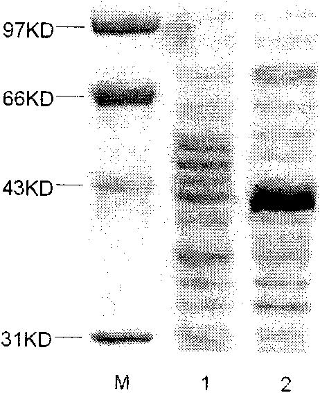 HPV6 type l2n120e7e6 fusion protein gene, expression vector, method, bacterial strain and application