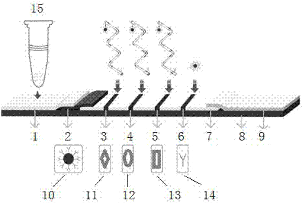 Multiple detection method for field screening of toxicogenic Pseudomonas aeruginosa