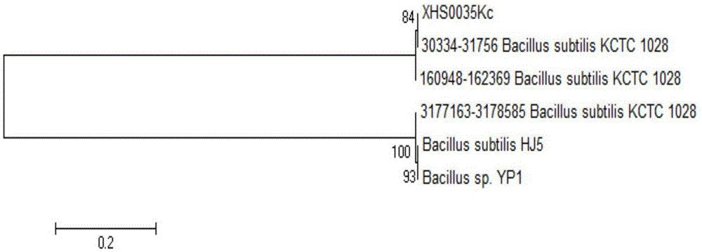 Complex soil remediation agent and application thereof to remedying greenhouse soil