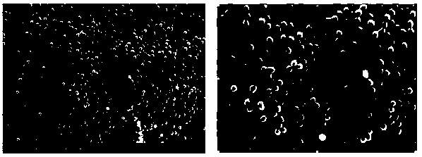 DNA fixed nano hydrogel microsphere and preparation and application of DNA fixed nano hydrogel microsphere and nucleic acid aptamer compound