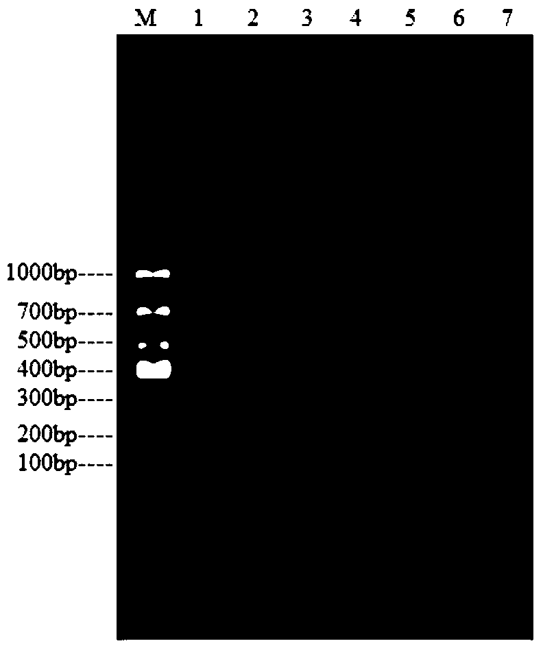 A kind of primer and method for detecting Enterobacter cloacae O21 type