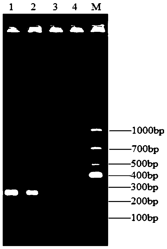 A kind of primer and method for detecting Enterobacter cloacae O21 type