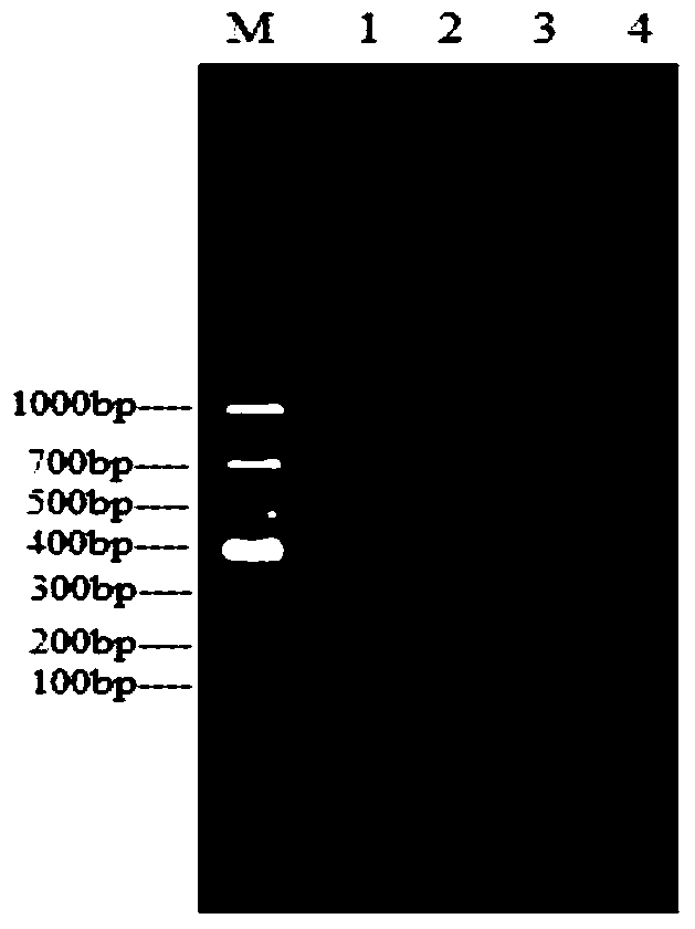 A kind of primer and method for detecting Enterobacter cloacae O21 type