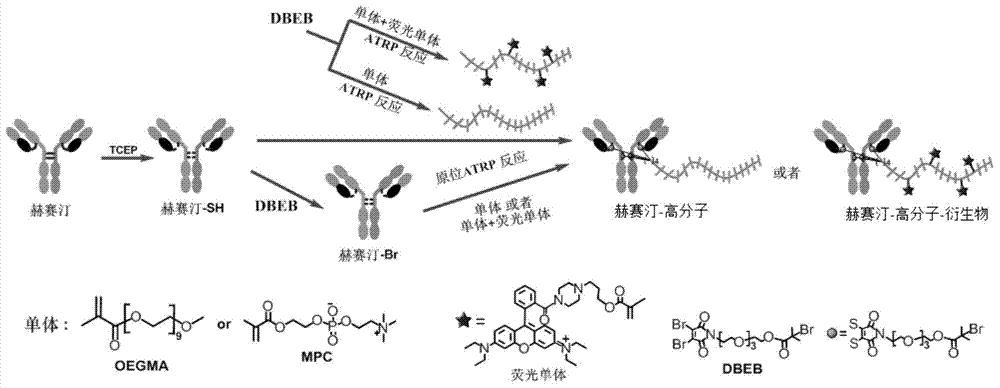 Antibody-polymer combined body and fluorescent derivative thereof and preparation method of antibody-polymer combined body and fluorescent derivative