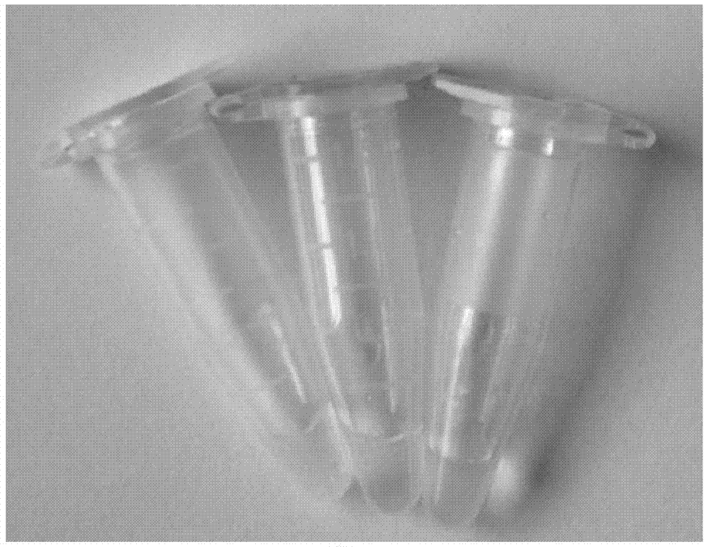 Antibody-polymer combined body and fluorescent derivative thereof and preparation method of antibody-polymer combined body and fluorescent derivative