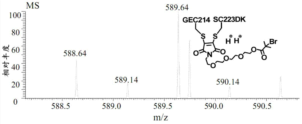 Antibody-polymer combined body and fluorescent derivative thereof and preparation method of antibody-polymer combined body and fluorescent derivative