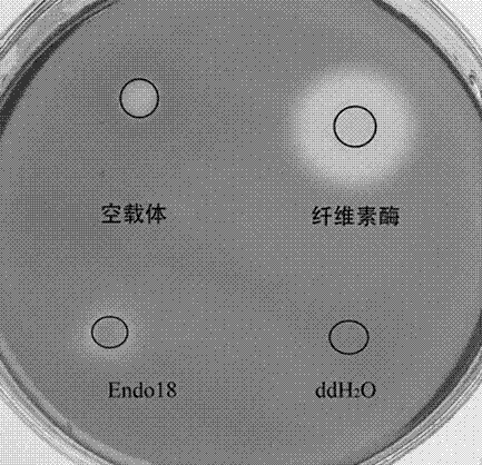 Alkaline cellulase, and DNA (deoxyribonucleic acid) sequence and application thereof