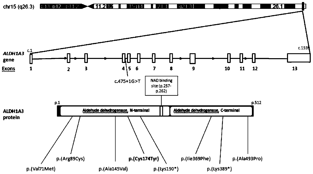 Gene mutation related to microphthalmia and anophthalmos, detection method and use thereof