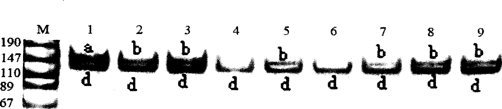 Method for identifying single-parent water buffalo parental right, primer and reagent kit thereof