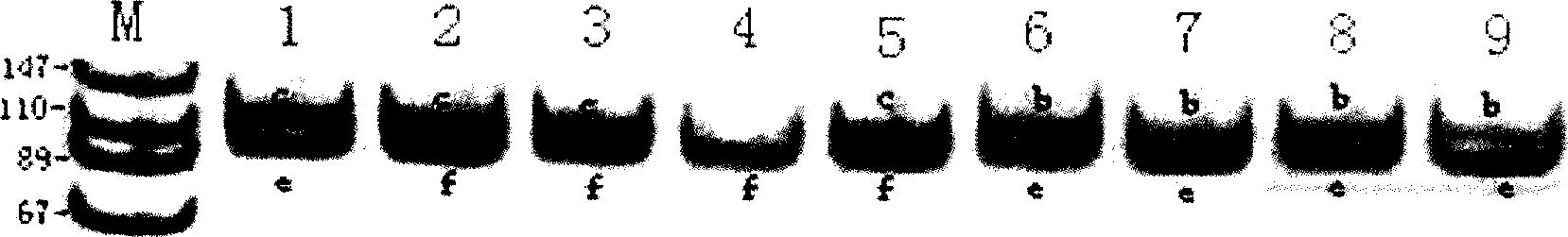 Method for identifying single-parent water buffalo parental right, primer and reagent kit thereof