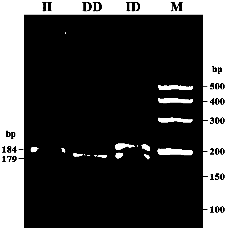 Boar StAR gene 5-bp repetitive deletion polymorphism detection method and application