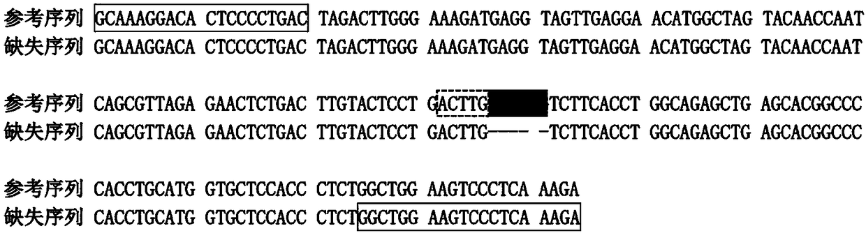 Boar StAR gene 5-bp repetitive deletion polymorphism detection method and application