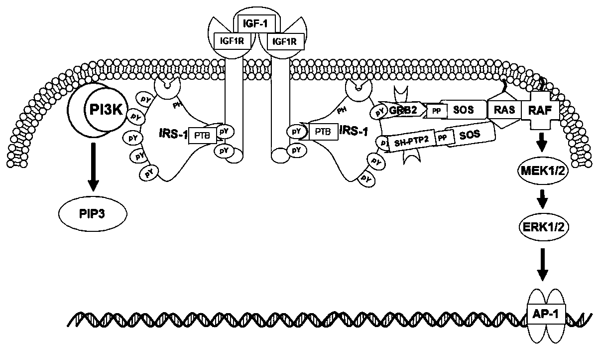 A mutant irs-1 ptb domain protein and its coding sequence and application