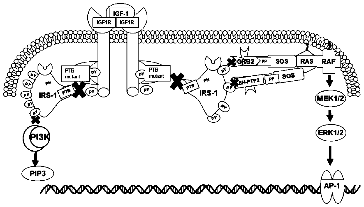 A mutant irs-1 ptb domain protein and its coding sequence and application