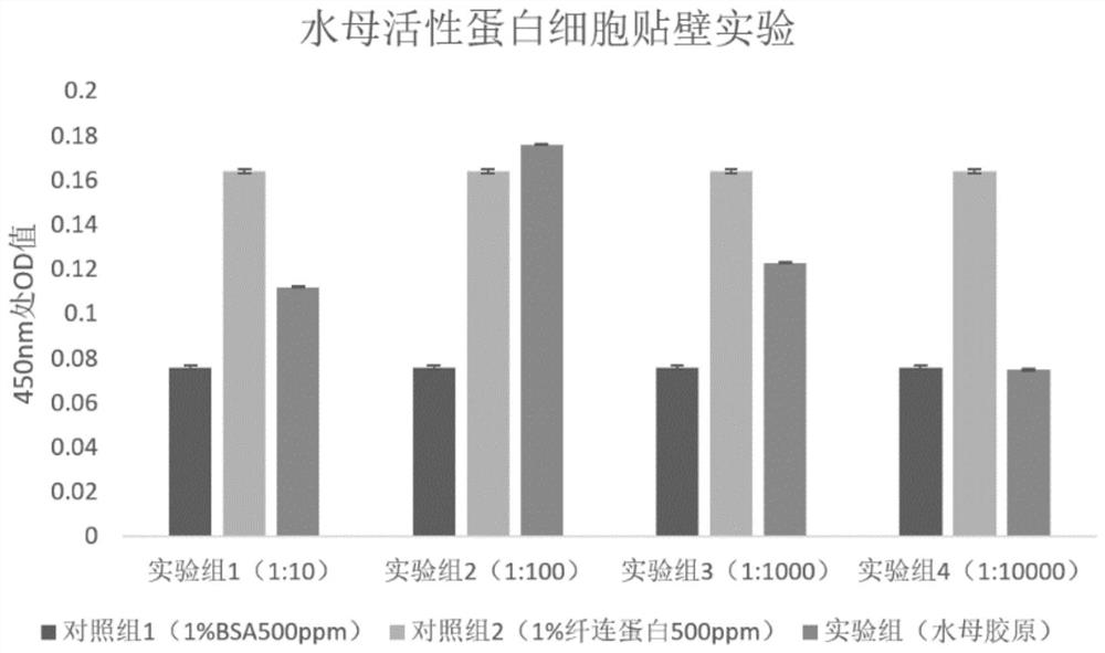 Jellyfish active protein as well as preparation method and application thereof