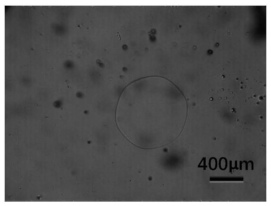 Application of cryopreservation solution containing peptide compound in cryopreservation of organs and tissues