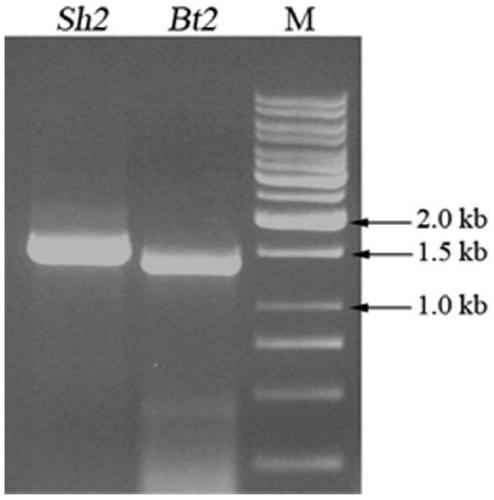 A kind of adp-glucose pyrophosphorylase mutant and its screening method and application