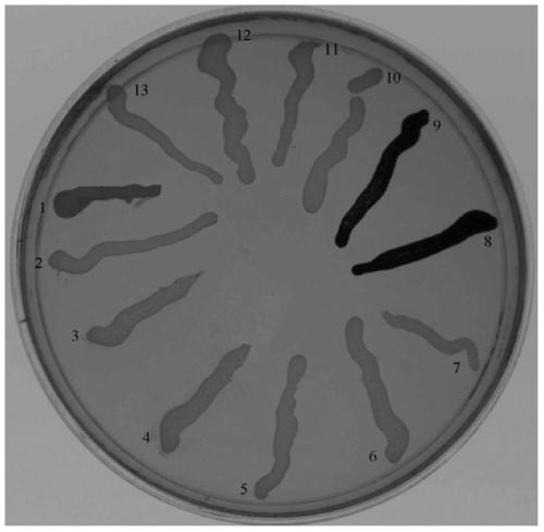 A kind of adp-glucose pyrophosphorylase mutant and its screening method and application