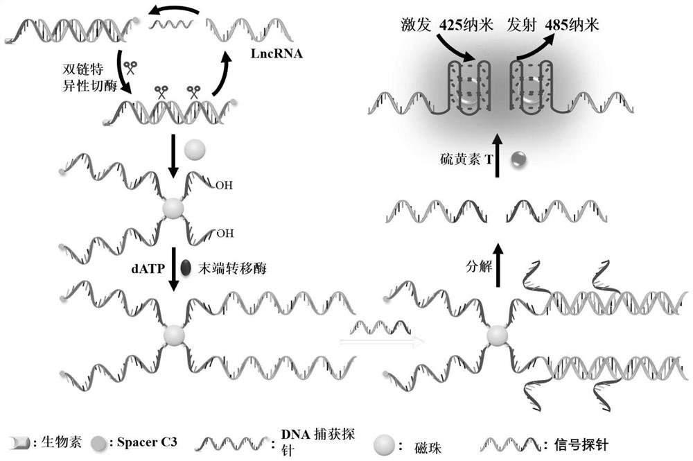 Telomere G quadruplex DNA (deoxyribonucleic acid) and thioflavin T mediated fluorescent biosensor and application thereof in lncRNA (long non-coding ribonucleic acid) detection