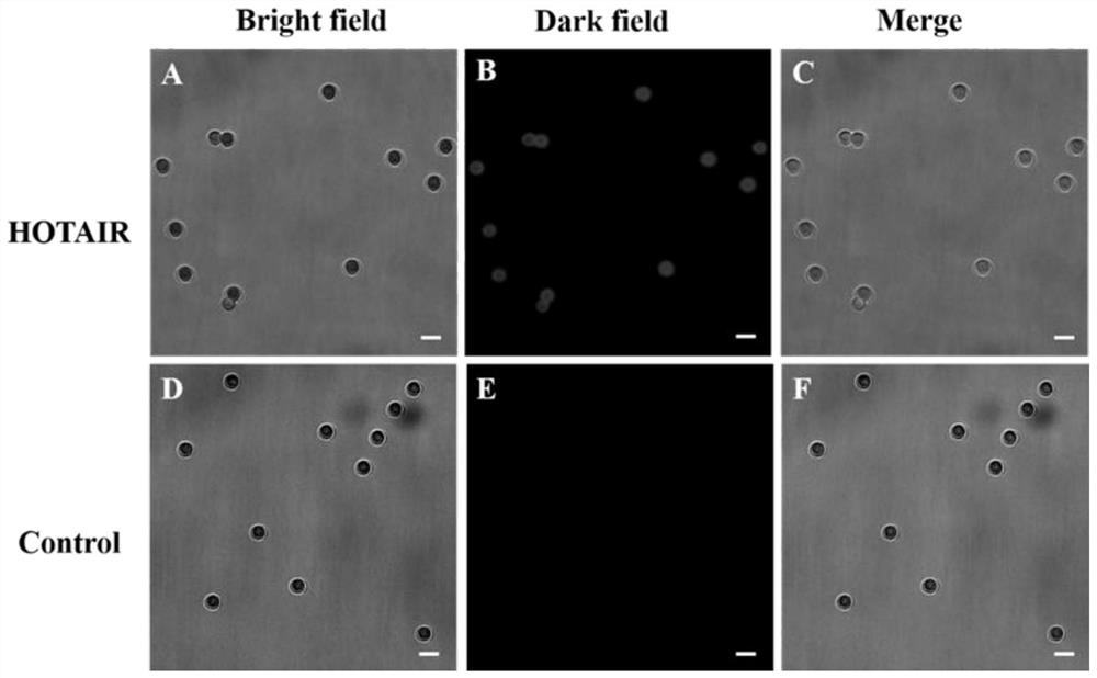 Telomere G quadruplex DNA (deoxyribonucleic acid) and thioflavin T mediated fluorescent biosensor and application thereof in lncRNA (long non-coding ribonucleic acid) detection