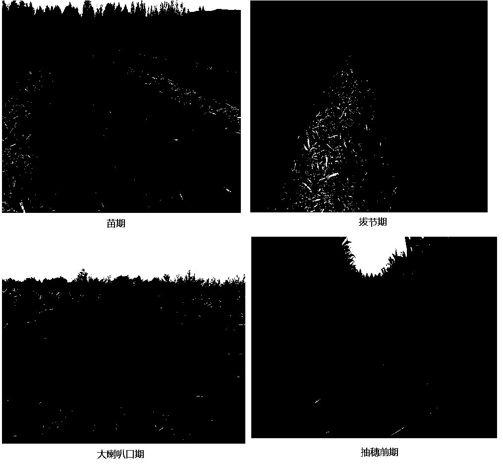 Straw returning cultivation method based on intermittent fallow