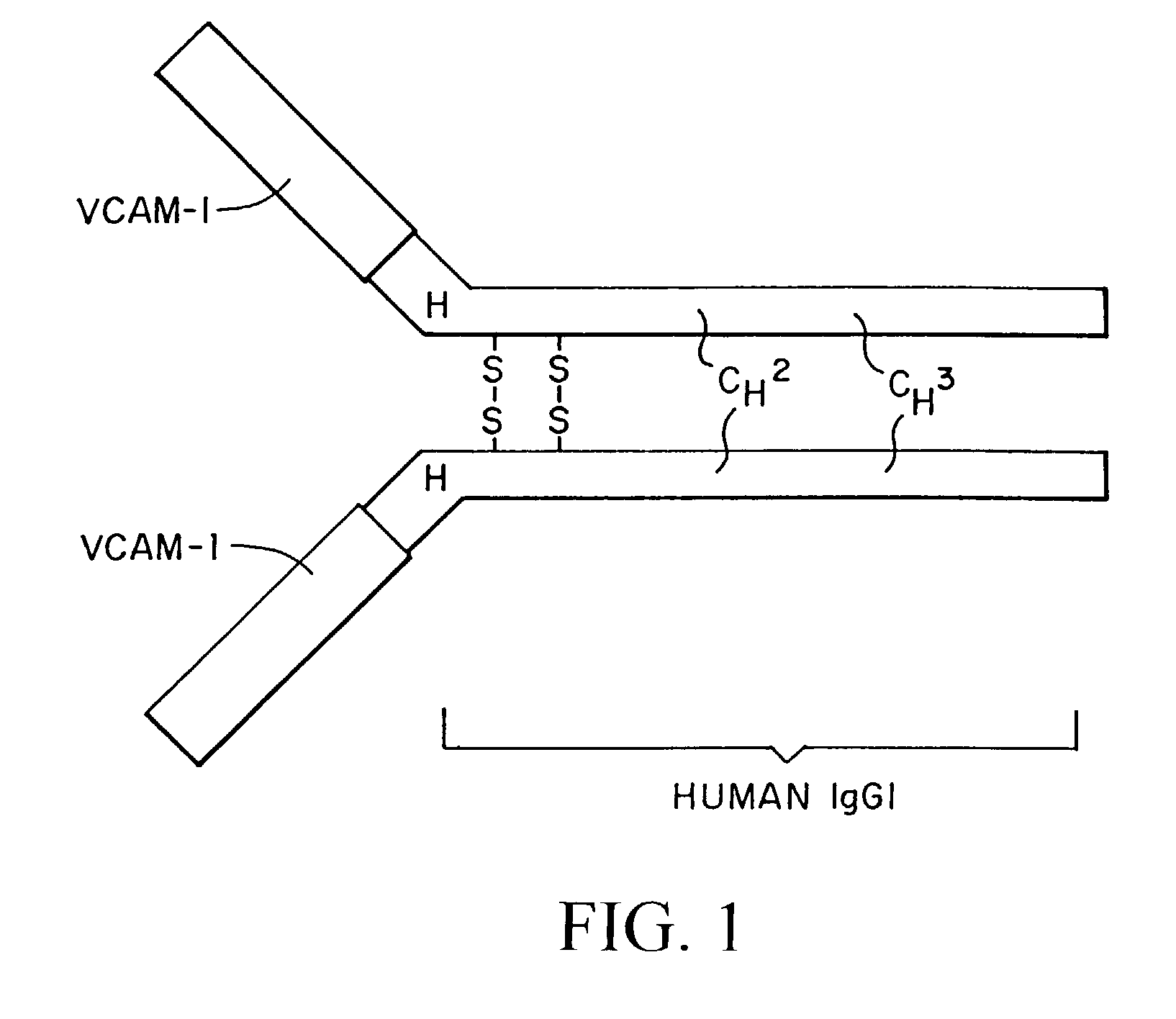 Treatment for inflammatory bowel disease with a fibronectin polypeptide