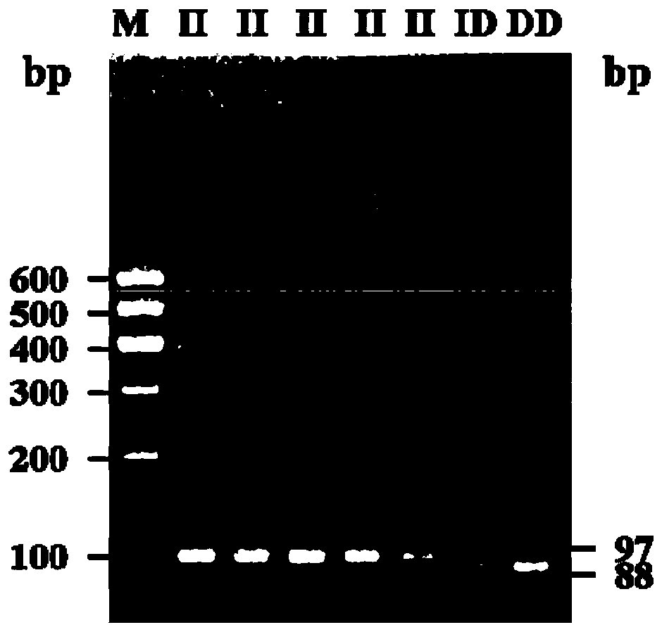 DNA detection method for detecting chest depth traits of Luxi blackhead rams and application of DNA detection method