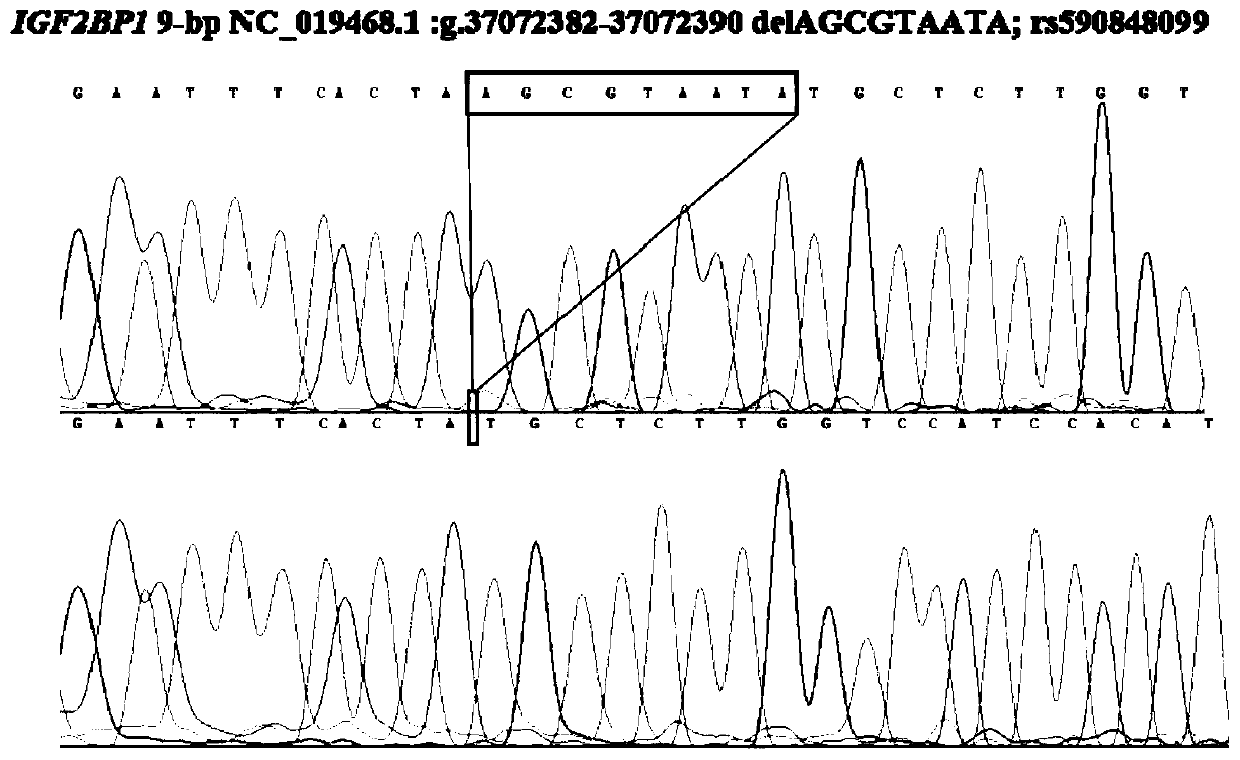 DNA detection method for detecting chest depth traits of Luxi blackhead rams and application of DNA detection method