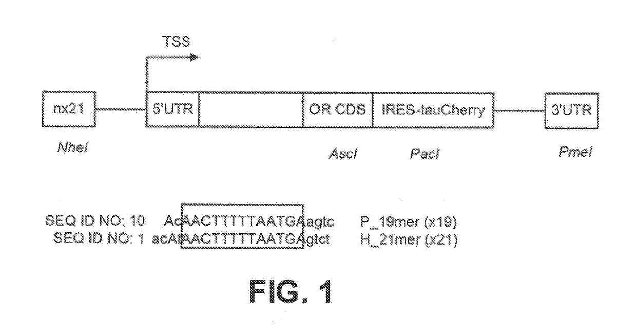 Biosensor exhibiting sensitivity to trinitrotoluene