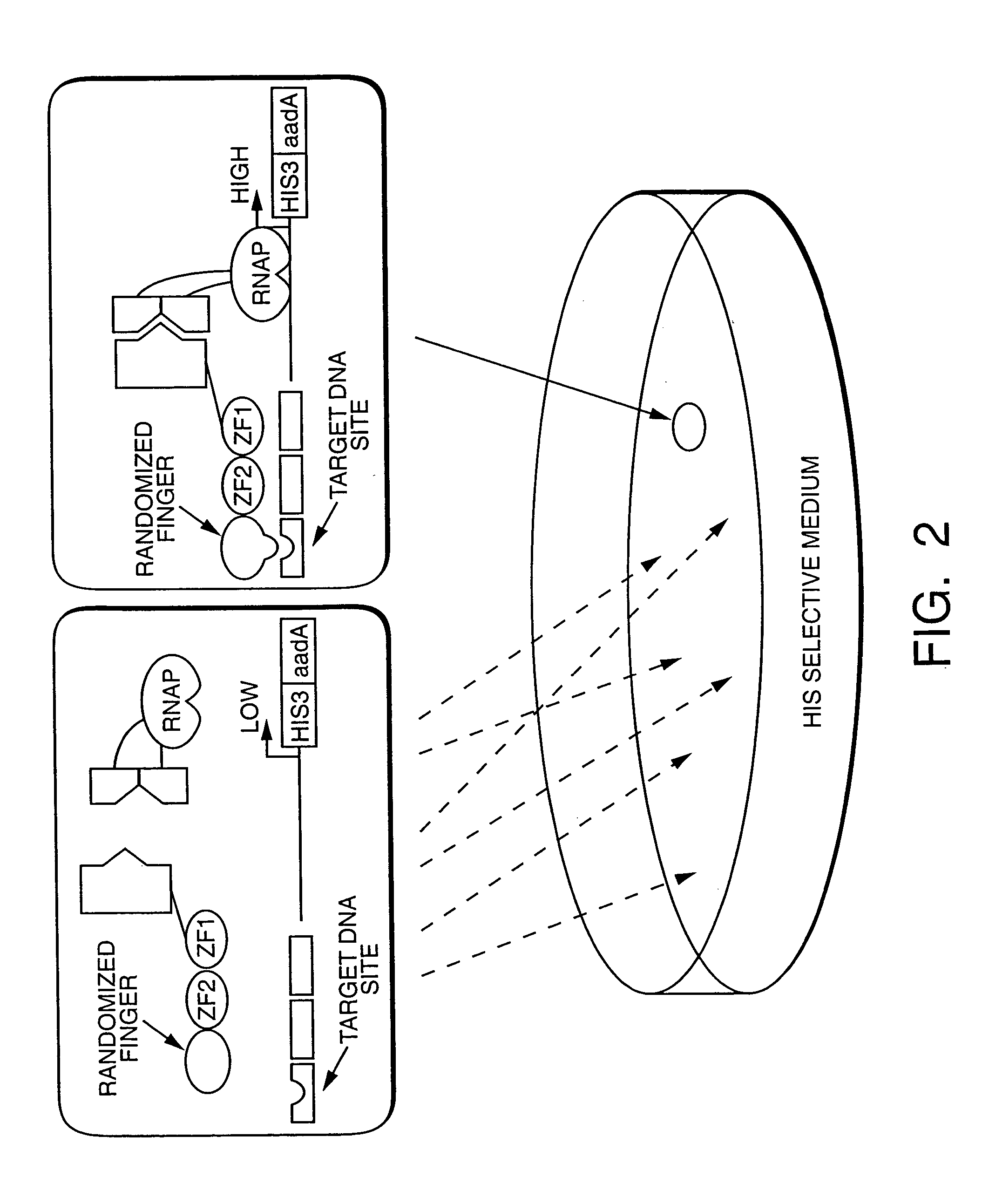 Methods and compositions for interaction trap assays