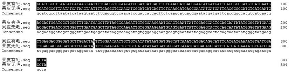 SNP marker for identifying apricot peel hair traits, primer and application