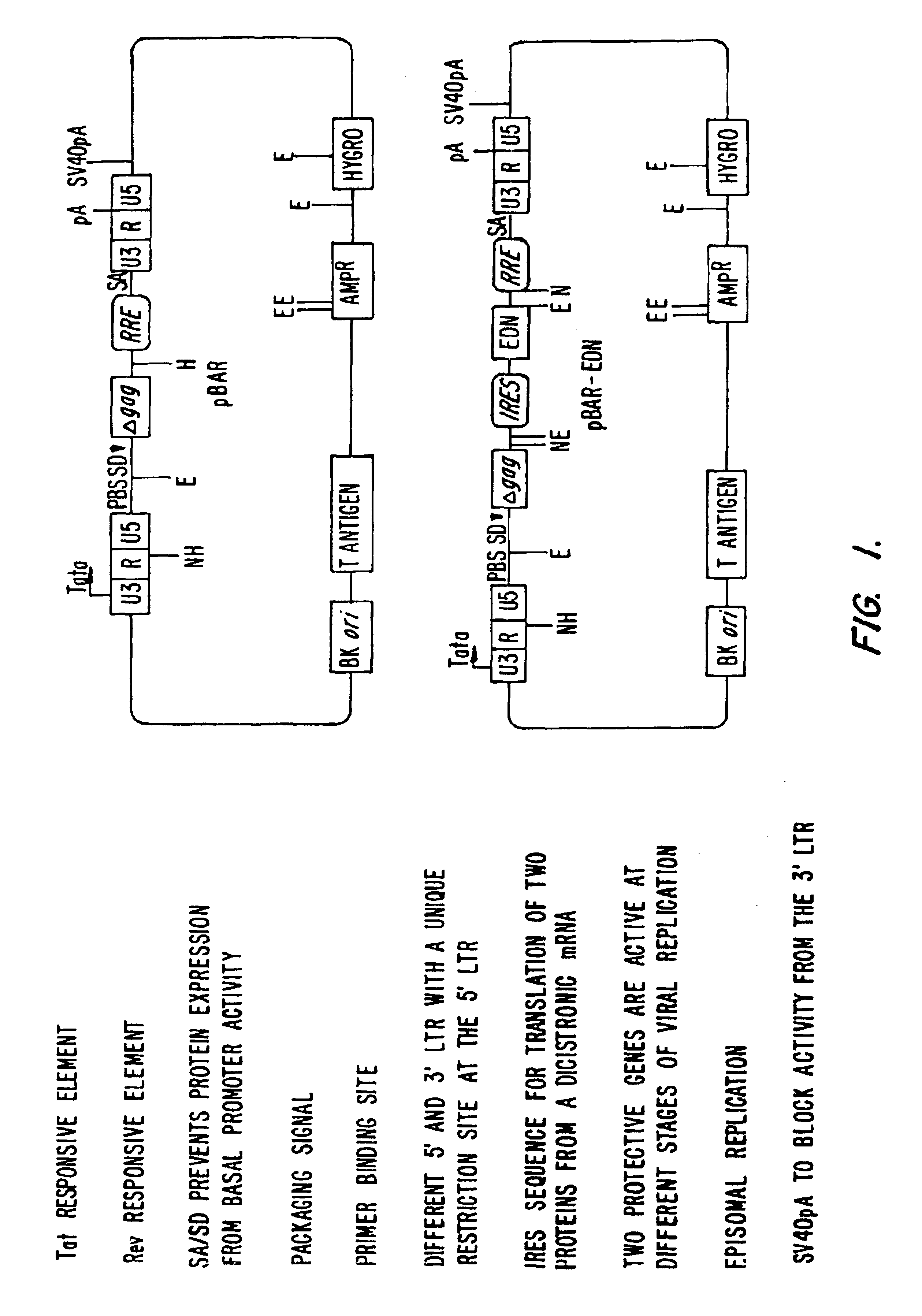 Vectors for delivering viral and oncogenic inhibitors