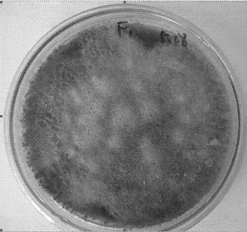 Fungus of alternaria sp., preparation method of secondary metabolite of fungus and application of secondary metabolite as microbial acaricide